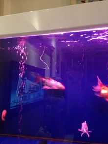 1.3 借助鱼缸弥补家居缺陷：一种复杂的结构方法