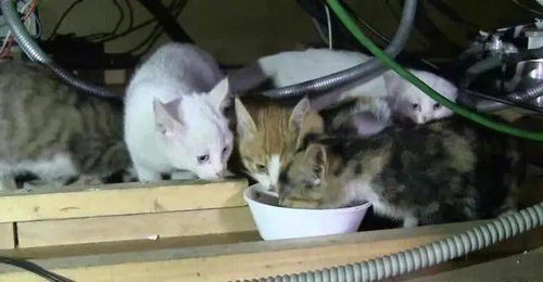 一、  探险的启蒙：较小猫行动与潜在的命运暗示