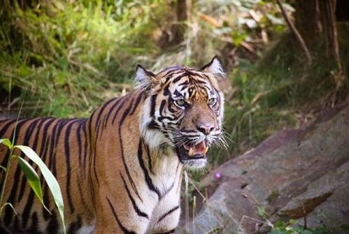 2026年属虎人的小人属相和生肖分别是什么？