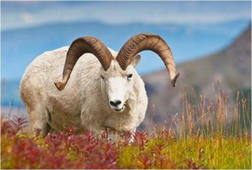 属羊人2026年运势整体如何以及每月运程详解具体是怎样的？