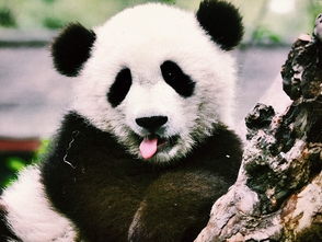 熊猫基地：堪熊猫？我堪的是人类的贪婪