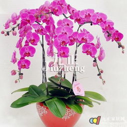 蝴蝶兰摆放哪个位置最旺风水，是家居风水的最佳选择吗？