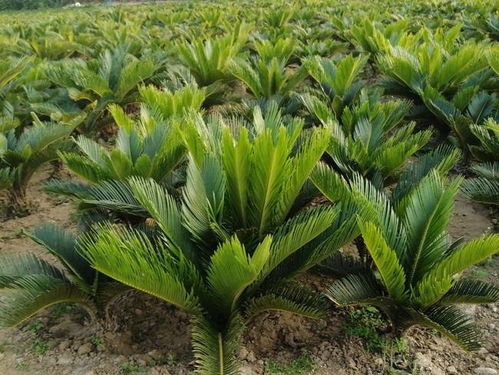 铁树开花对应哪个生肖，这是什么生肖的象征？