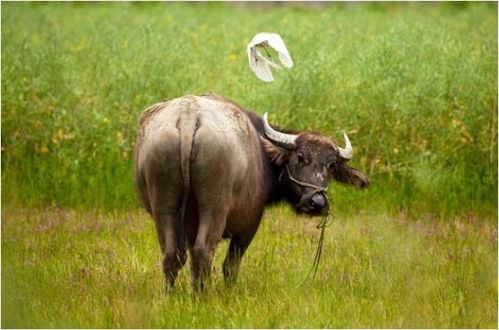 2026年属牛男性全年运势中工作运程详解具体是什么？