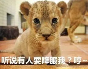 2.2 犬星座中的水瓶座与天蝎座象征意义