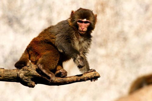 单身狗刨树奇遇记