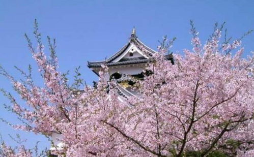 2026年武汉大学樱花节：一场粉色灾难的预言