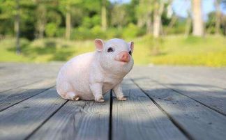 属猪人本月如何避免小人作祟，近期有没有遇到小人的困扰？