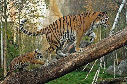 62年属虎的人一生中经历了多少次婚姻变迁？