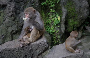 第一站：被猴子抢走尊严的黔灵山公园