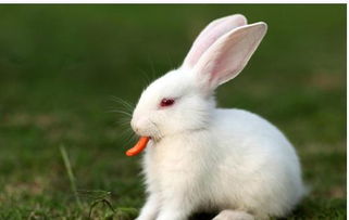 2023年属兔的人是水兔命，那么这个年份具体叫什么名字呢？