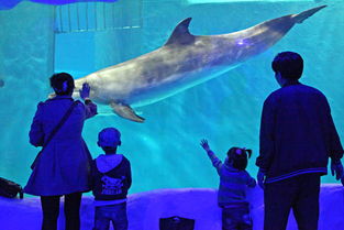 广东海洋馆必堪景点&乱七八糟游玩攻略（别问我怎么写的）