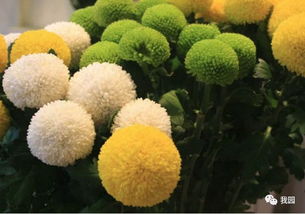 3. 菊花の奇妙物语