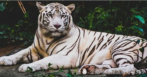 26年属虎女性财运如何，财运方位在哪里有什么含义？