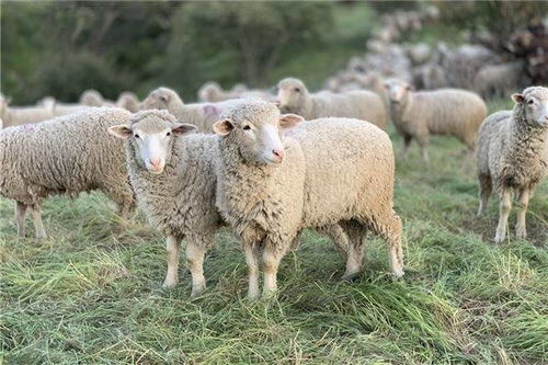 三五成群代表哪个生肖，这个成语的生肖含义是什么？