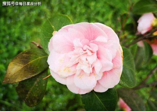 女性八字中无正财偏财分别代表什么，偏财又意味着什么？