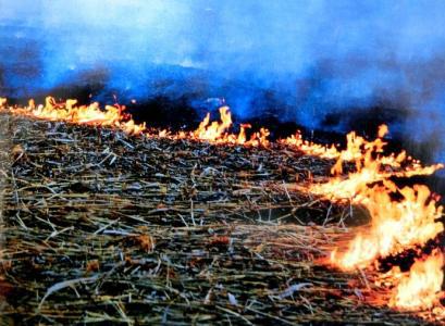 如何区分八字中火是阳火还是阴火，以及呈字中是阳火还是阴火？