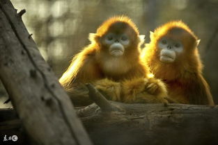 属猴人八字喜啥，哪个时辰出生最好命？
