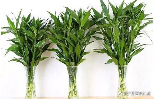 富贵竹的寓意和风水象征具体代表什么？