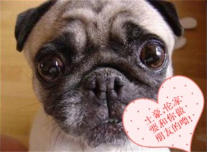 九曲十八转二五指的是什么生肖动物？星移斗转打一最佳生肖是什么生肖？