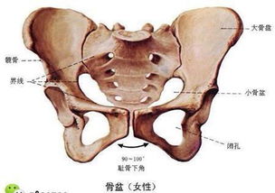 （一）骨盆尺寸与分娩风险因素的关联性解析