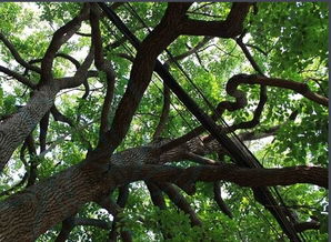 榕树摆放风水有哪些禁忌？适合摆放在哪些位置？