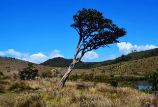 亚拉国家公园 - 2026年豹子罢工事件