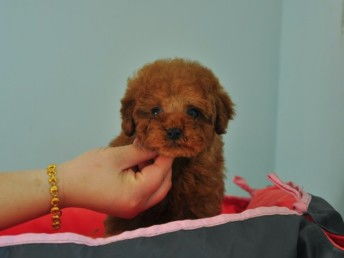 一、  泰迪犬交易市场的宏观格局及其动态流转