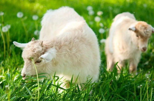 2026年属羊人的运势如何，那年的运气是不是很好呢？