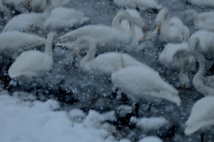 女人梦见鹅毛大雪纷飞白茫茫一片，这是不是预示着什么重大的变化或预兆呢？