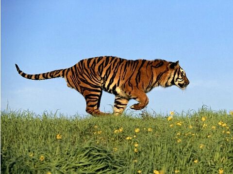 虎头蛇尾的生肖里，哪个生肖尾巴最长？