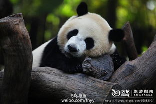 将反常的动物打一生肖，这是什么生肖？