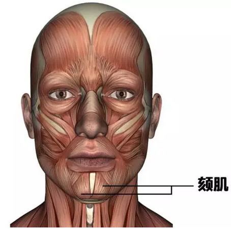 ：下巴形态在面相学中的探究实际价值与探究目的