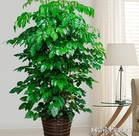 办公室绿植风水的理论基础