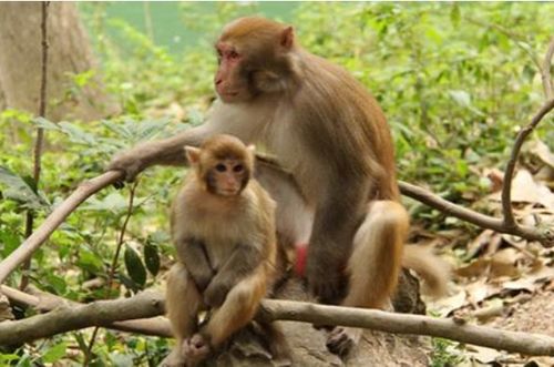 2026年属猴下半年及全年事业运势具体如何？