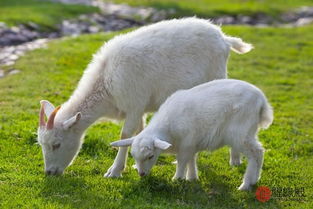 今天属羊运势如何，综合吉凶分析是什么？