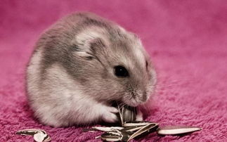 3.2 生肖匹配与个人命理的考量