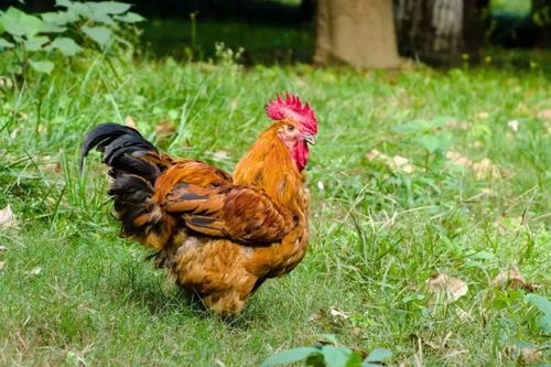 2026年属鸡已婚男性在2026年的婚姻状况如何？