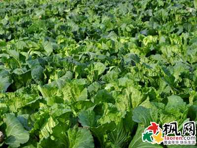 大白菜=倒霉到家