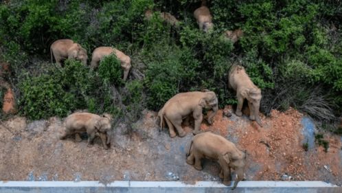 门口摆放刺猬风水石象摆件，有什么讲究吗？