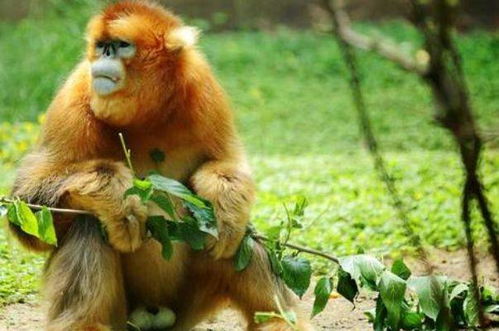 属猴人2026年全年运势详解大揭秘具体包括哪些方面？