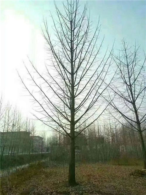 生长环境与养护管理