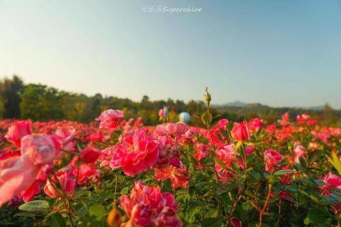 拍照：网红照背后的真相