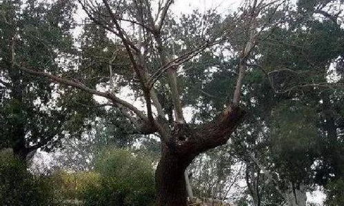 坟上树枯死风水问题，用盐能否消除？