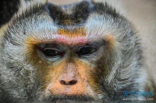 2026年属猴运势详解具体包括哪些方面？