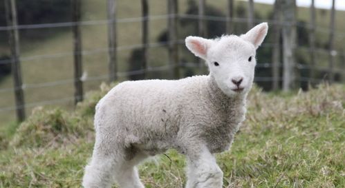 2026年8月属羊人的运势和今日运势具体是怎样的？