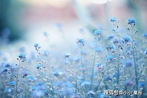 解读你情运的十类桃花美梦