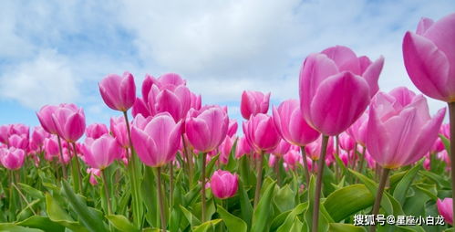 云淡风轻指的是哪个生肖动物？这个生肖是什么意思？