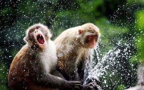 属猴人摆放什么风水物品或属相能旺财运？