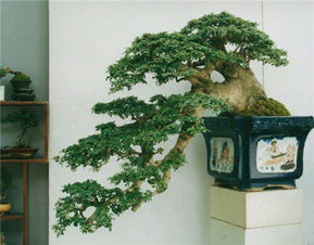 第四节 植物配置的双重效应考量